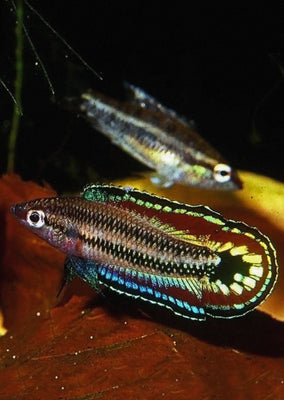 Licorice Gourami 'Manta Maria'