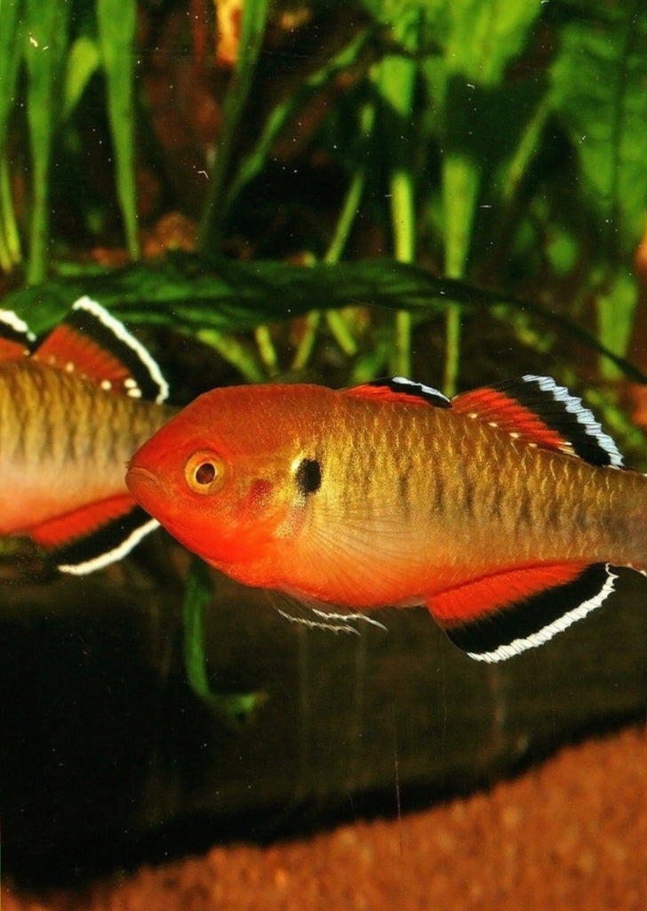 Empire Gudgeon (Pair)