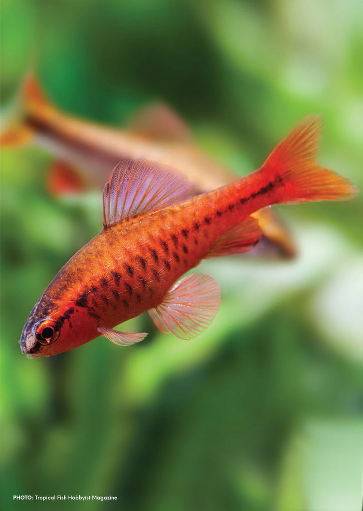 Cherry Barb  from Discus.ae products online in Dubai and Abu Dhabi UAE