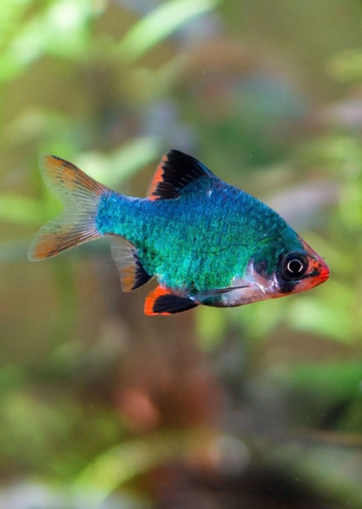 Green Tiger Barb tropical fish from Discus.ae products online in Dubai and Abu Dhabi UAE