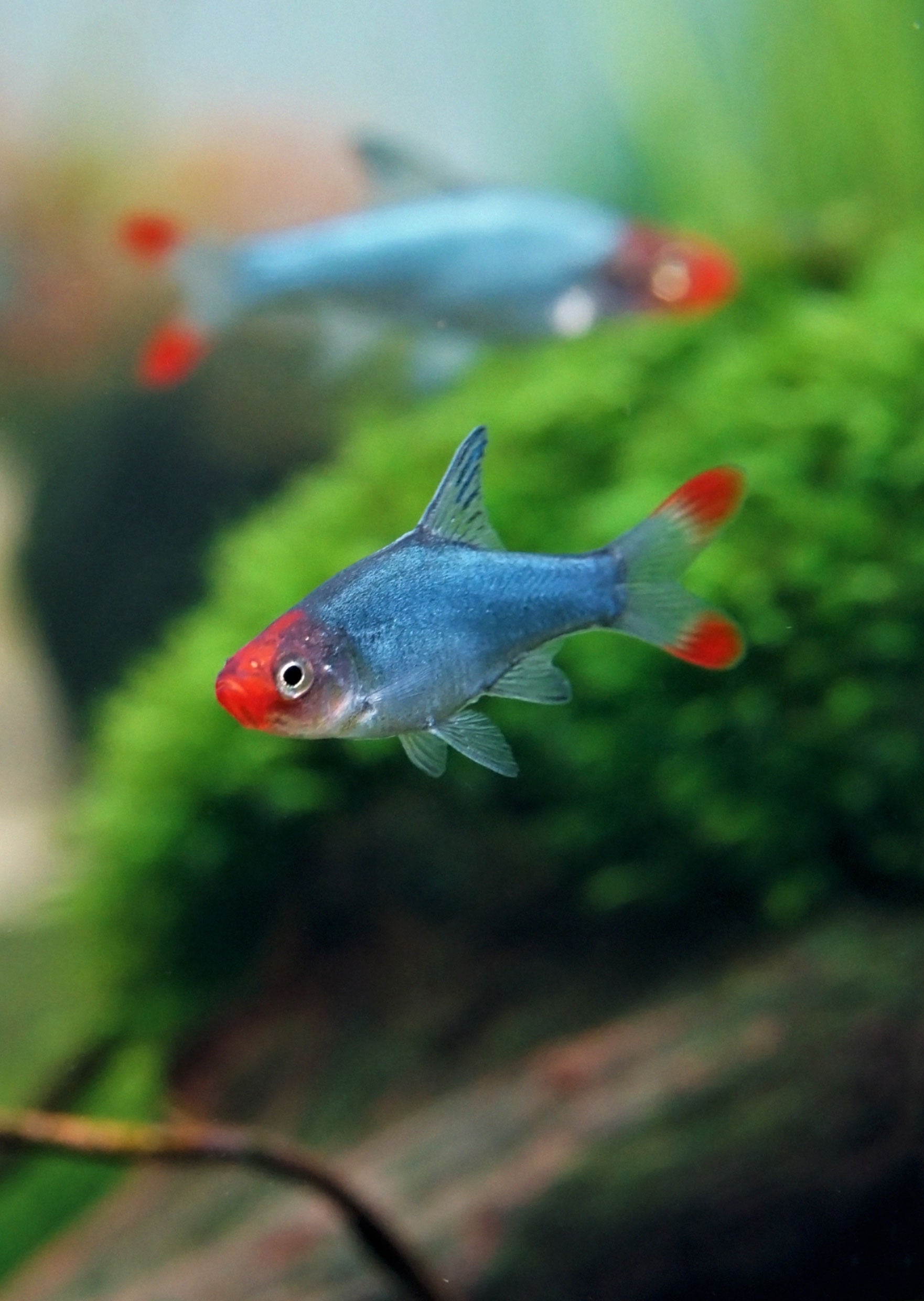 Mini Rasboras Micro Rasboras