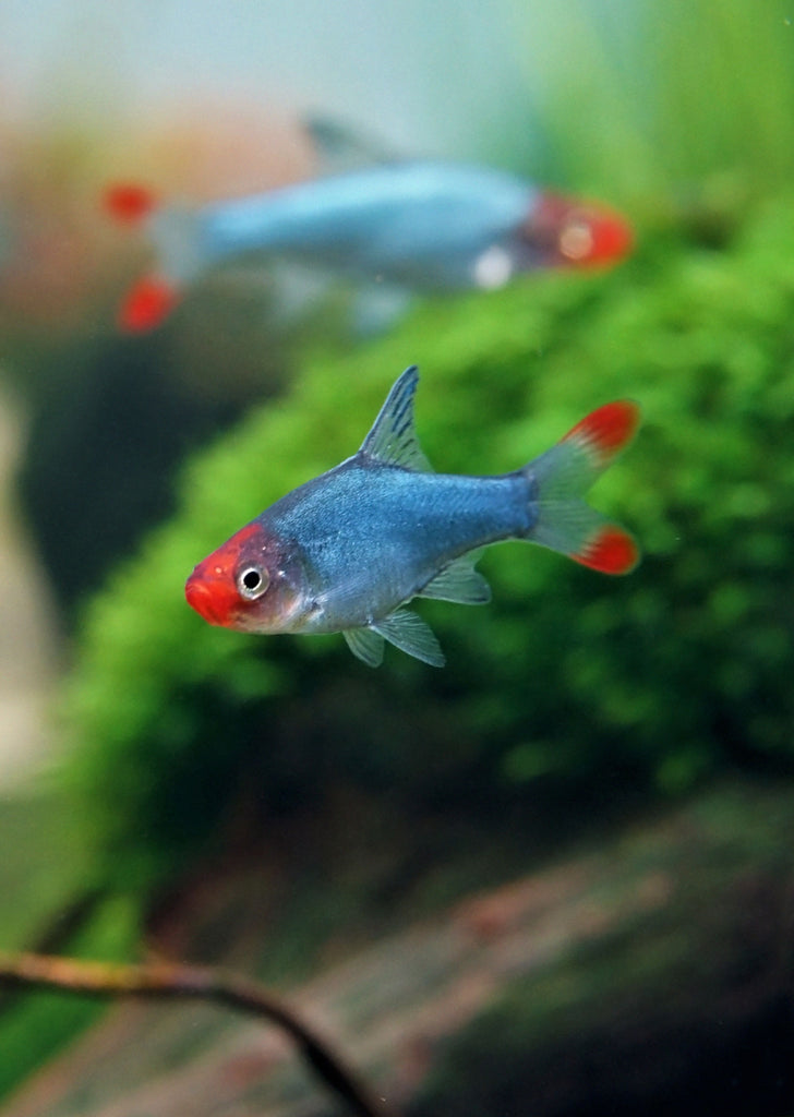 Naked Micro Rasbora | Live Tropical Fish UAE | Discus.ae