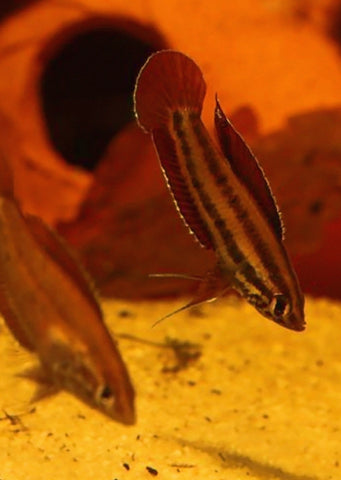 Licorice Gourami 'anjunganensis'