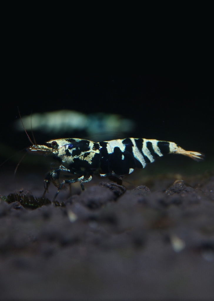 Black Galaxy Tiger