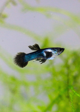 Dwarf Blue Panda Guppy tropical fish from Discus.ae products online in Dubai and Abu Dhabi UAE