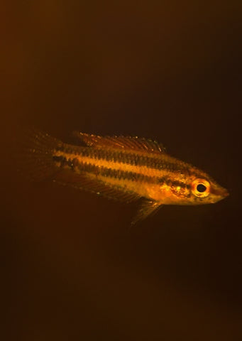 Licorice Gourami 'Manta Maria'