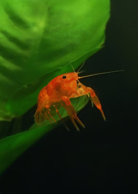 Orange Mini Mexican Crayfish tropical fish from Discus.ae products online in Dubai and Abu Dhabi UAE