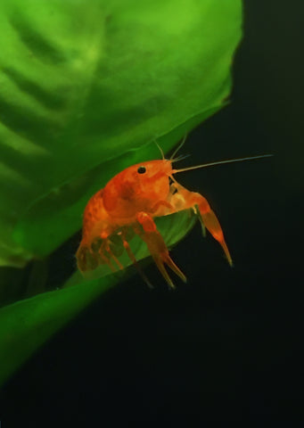 Orange Mini Mexican Crayfish tropical fish from Discus.ae products online in Dubai and Abu Dhabi UAE
