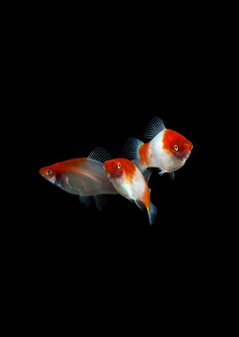 Kohaku Platy