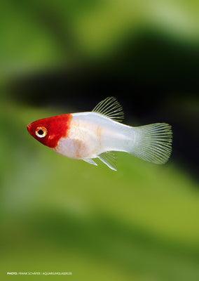 Kohaku Platy