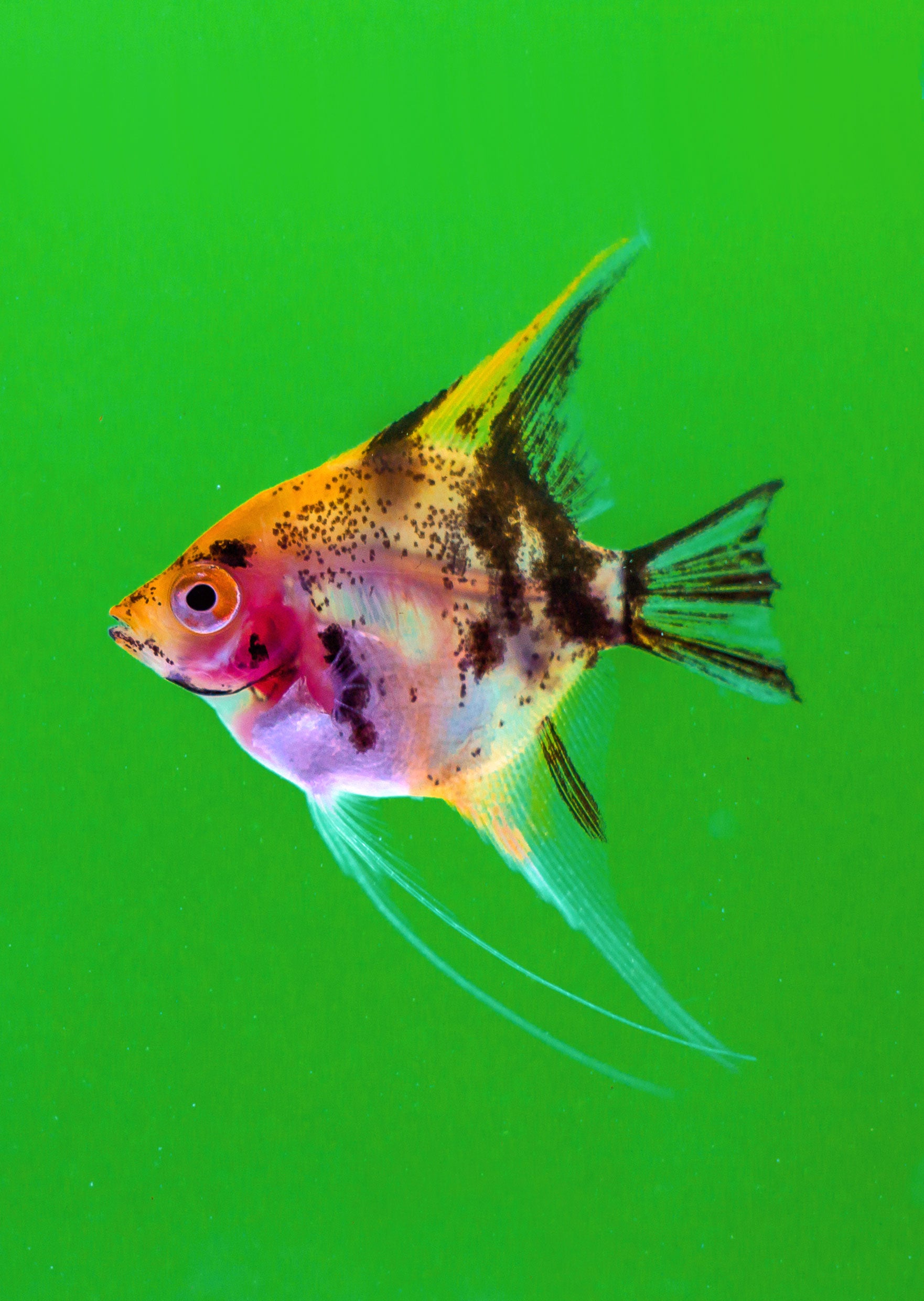 Angel discount fish online