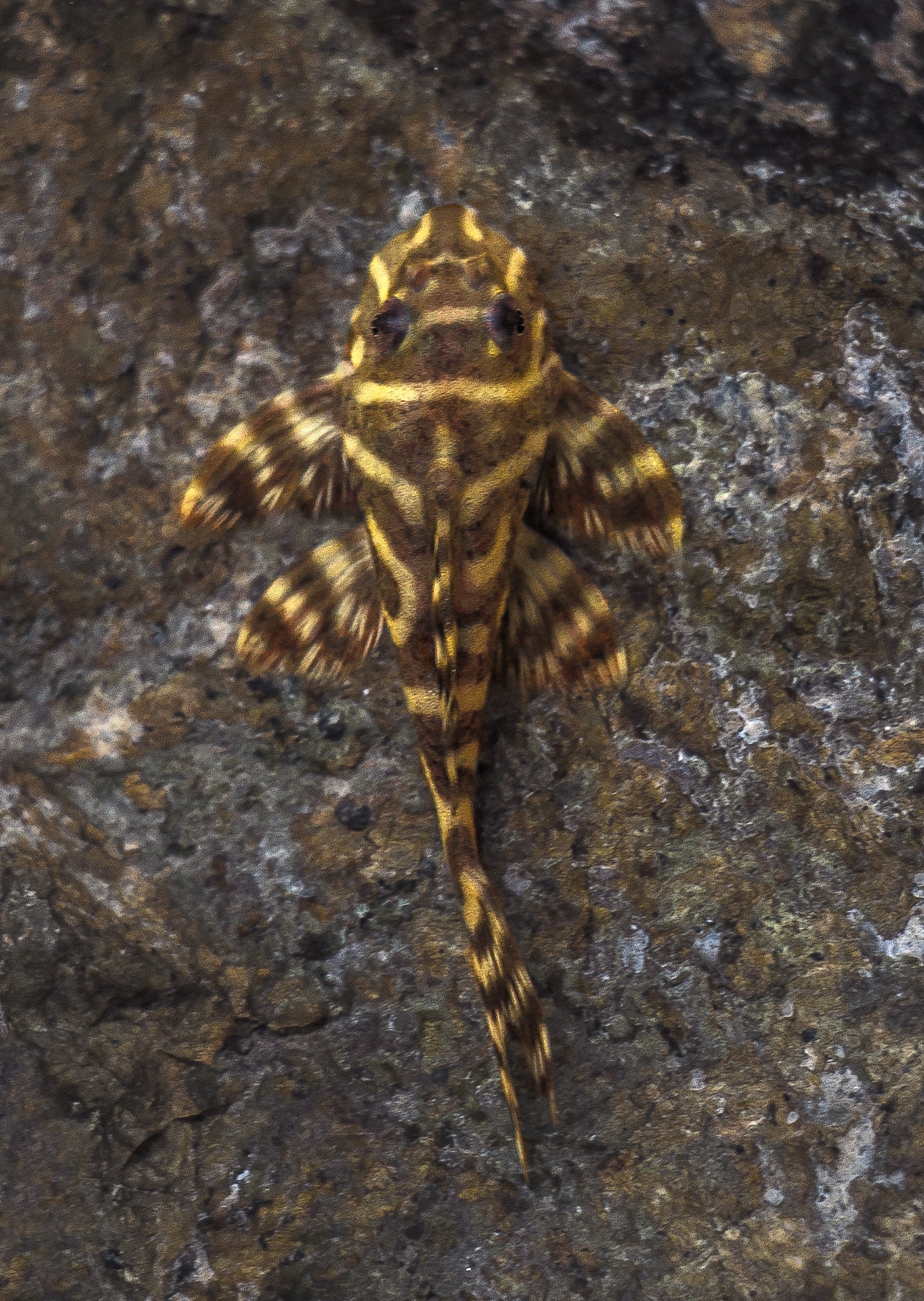 L333 Yellow King Tiger Pleco | Live Tropical Fish UAE | Discus.ae