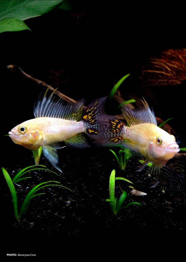 Lemon Cockatoo Dwarf tropical fish from Discus.ae products online in Dubai and Abu Dhabi UAE