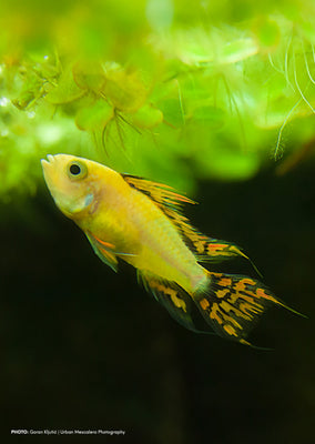 Lemon Cockatoo Dwarf tropical fish from Discus.ae products online in Dubai and Abu Dhabi UAE