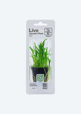 Lilaeopsis brasiliensis