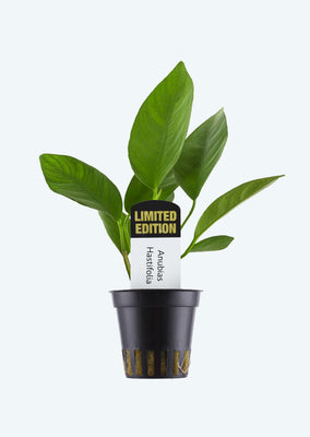 Limited Edition - Anubias hastifolia