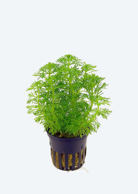 Limnophila sessiliflora plant from Tropica products online in Dubai and Abu Dhabi UAE