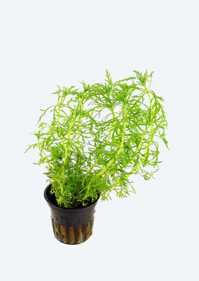 Limnophila aquatica plant from Tropica products online in Dubai and Abu Dhabi UAE