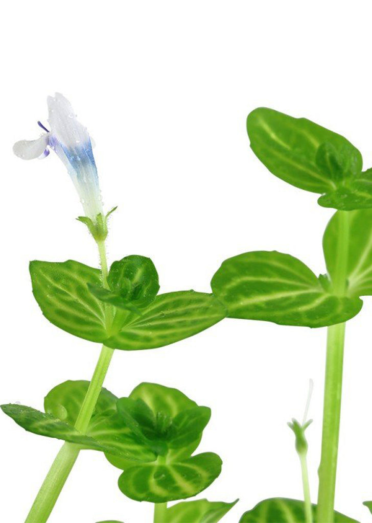 Lindernia rotundifolia plant from Tropica products online in Dubai and Abu Dhabi UAE