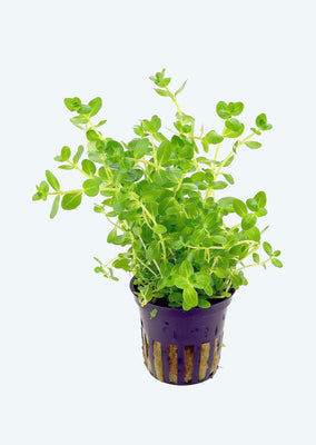 Lindernia rotundifolia plant from Tropica products online in Dubai and Abu Dhabi UAE
