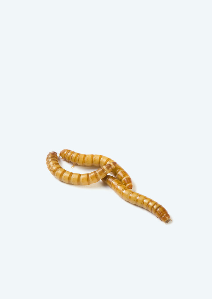 Live Mealworms