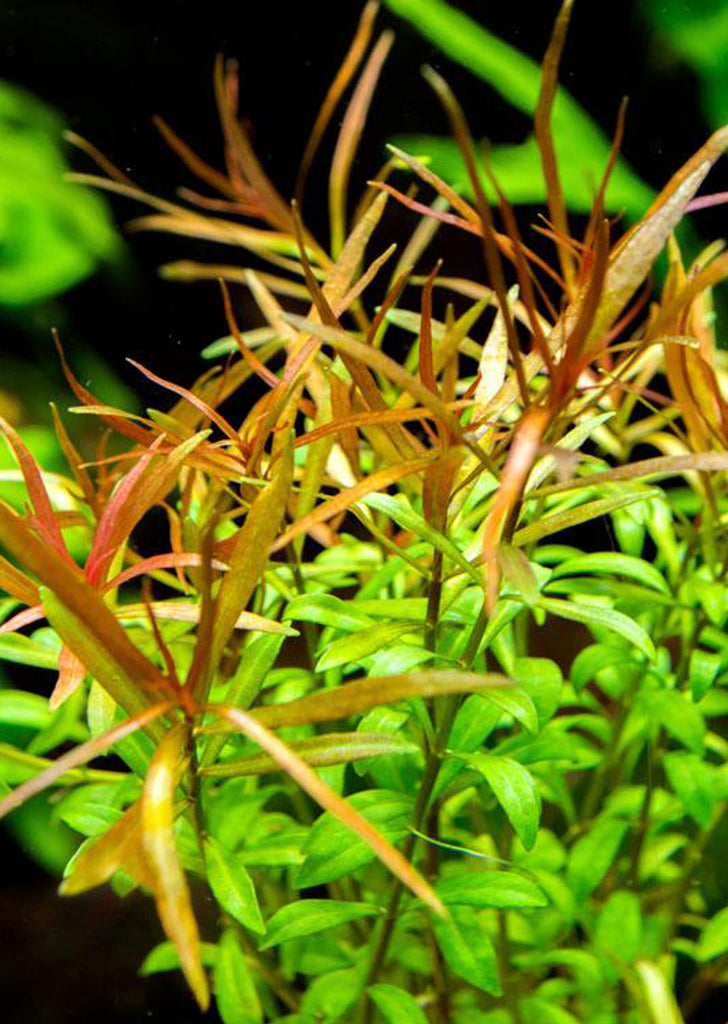 Limited Edition -  Ludwigia arcuata