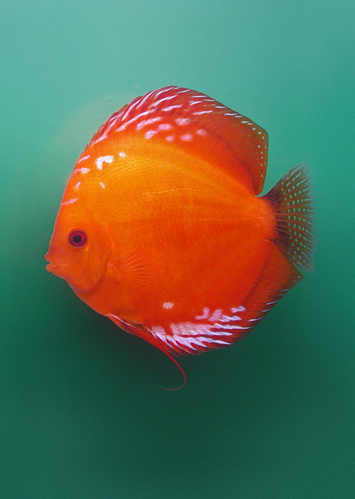 Stendker - Marlboro Red fish from Diskuszucht Stendker products online in Dubai and Abu Dhabi UAE
