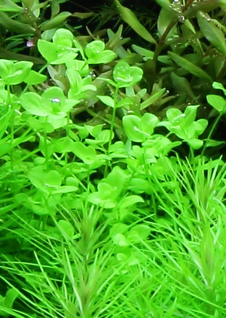 Micranthemum umbrosum plant from Tropica products online in Dubai and Abu Dhabi UAE