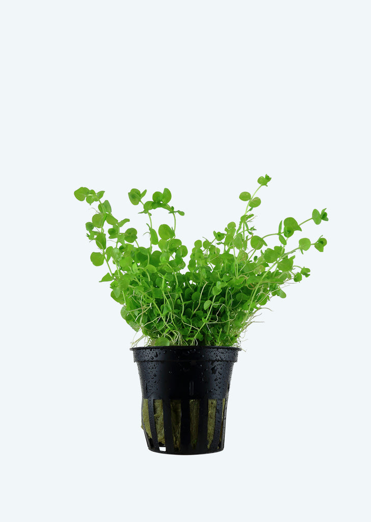 Micranthemum umbrosum plant from Tropica products online in Dubai and Abu Dhabi UAE