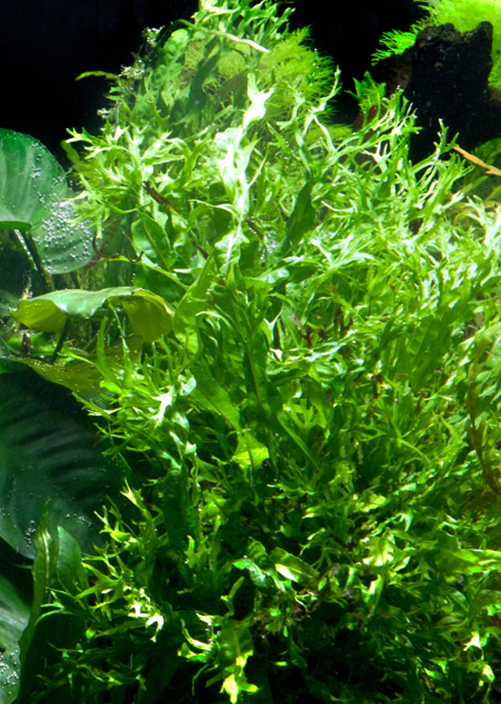 Microsorum 'Windeløv' with Suction Cup