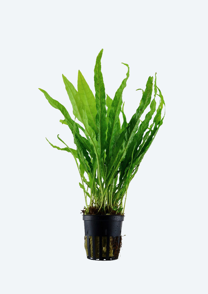 Microsorum pteropus plant from Tropica products online in Dubai and Abu Dhabi UAE