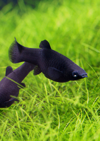 Black Molly tropical fish from Discus.ae products online in Dubai and Abu Dhabi UAE