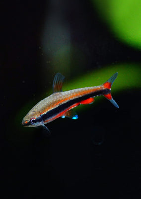 Red Beckford’s Pencilfish