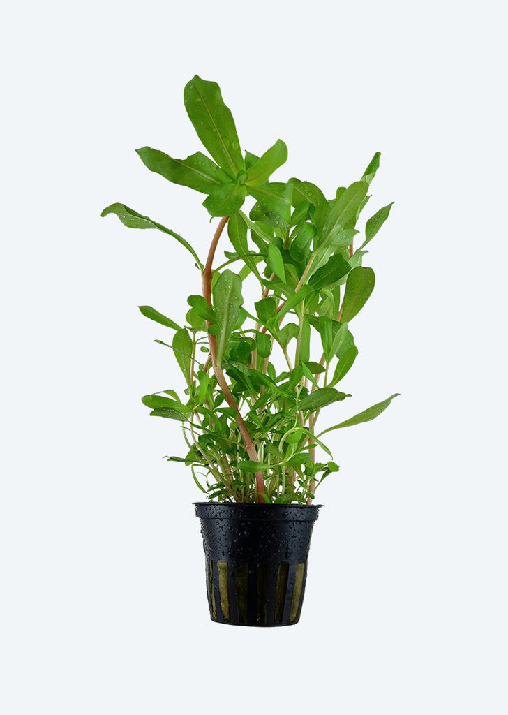 Nesaea crassicaulis plant from Tropica products online in Dubai and Abu Dhabi UAE