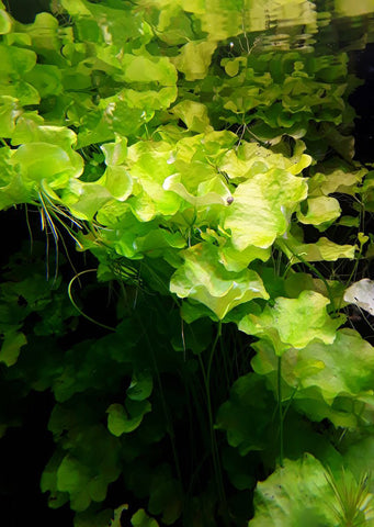 1-2-Grow! Nymphoides h. 'Taiwan' plant from Tropica products online in Dubai and Abu Dhabi UAE