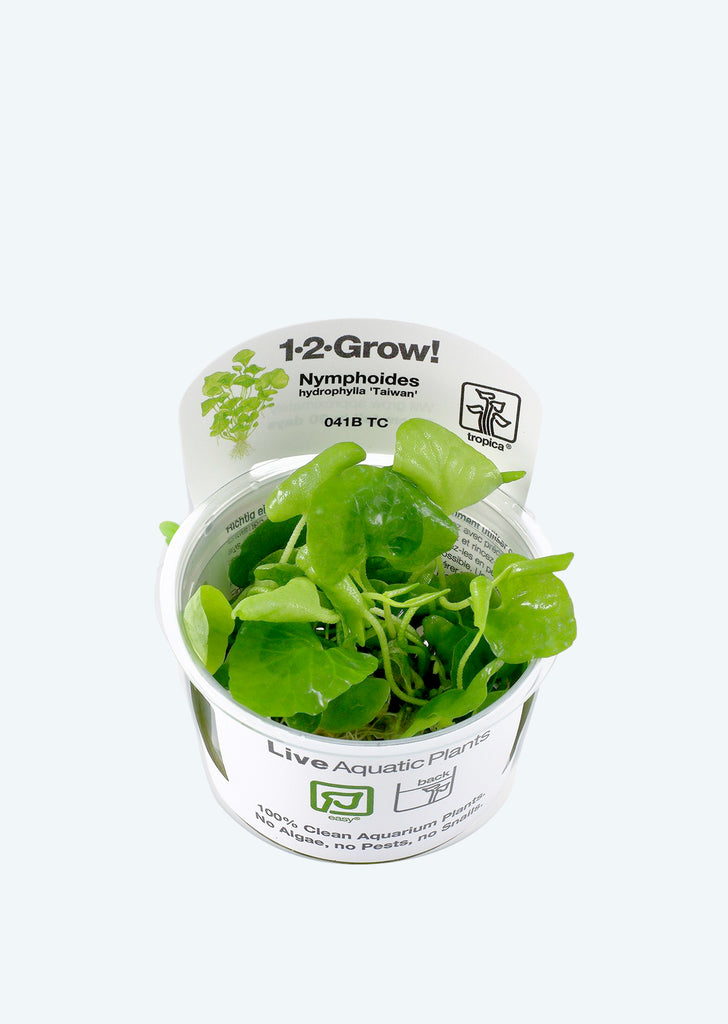 1-2-Grow! Nymphoides h. 'Taiwan' plant from Tropica products online in Dubai and Abu Dhabi UAE