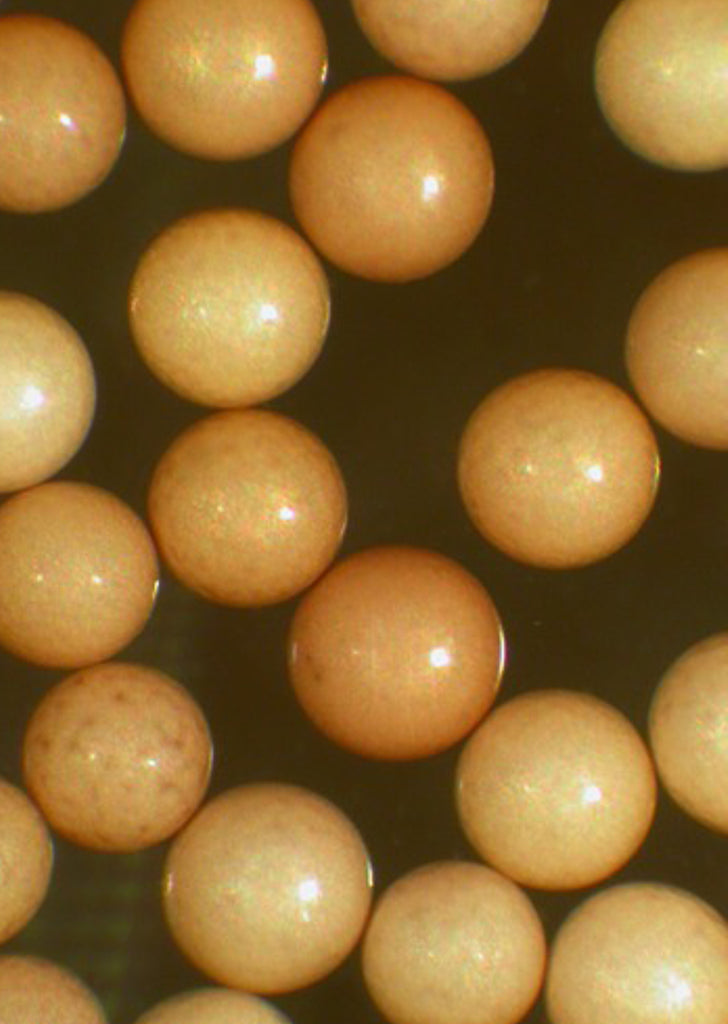 Ocean Nutrition Brine Shrimp Eggs tools from Ocean Nutrition products online in Dubai and Abu Dhabi UAE