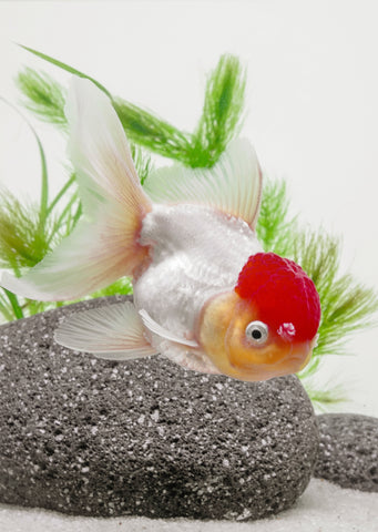 Oranda Red Cap (12 cm)