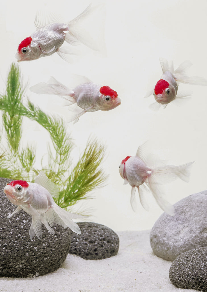 Baby Red Cap Goldfish