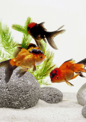 Oranda Orange & Black (7 cm)
