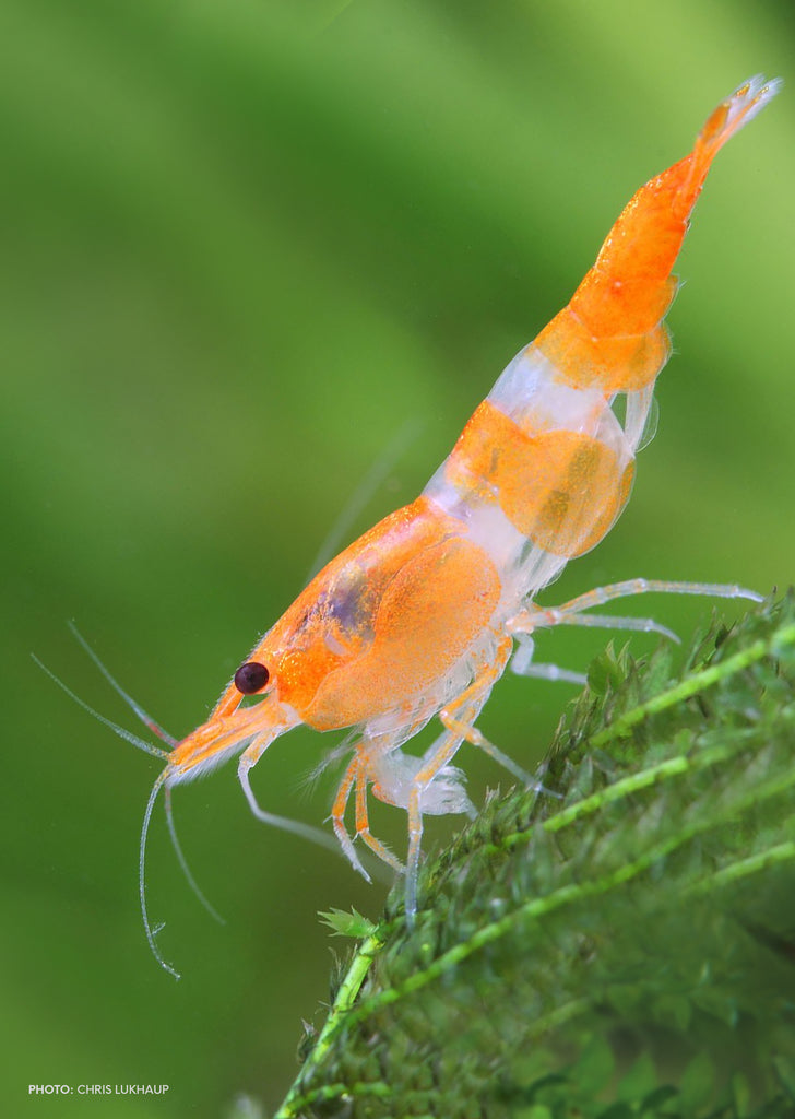 Orange Glass Rili