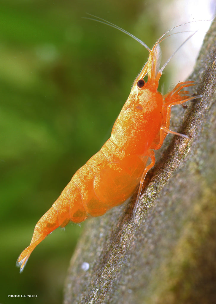 Sunkist Orange tropical fish from Heya Aquatics products online in Dubai and Abu Dhabi UAE