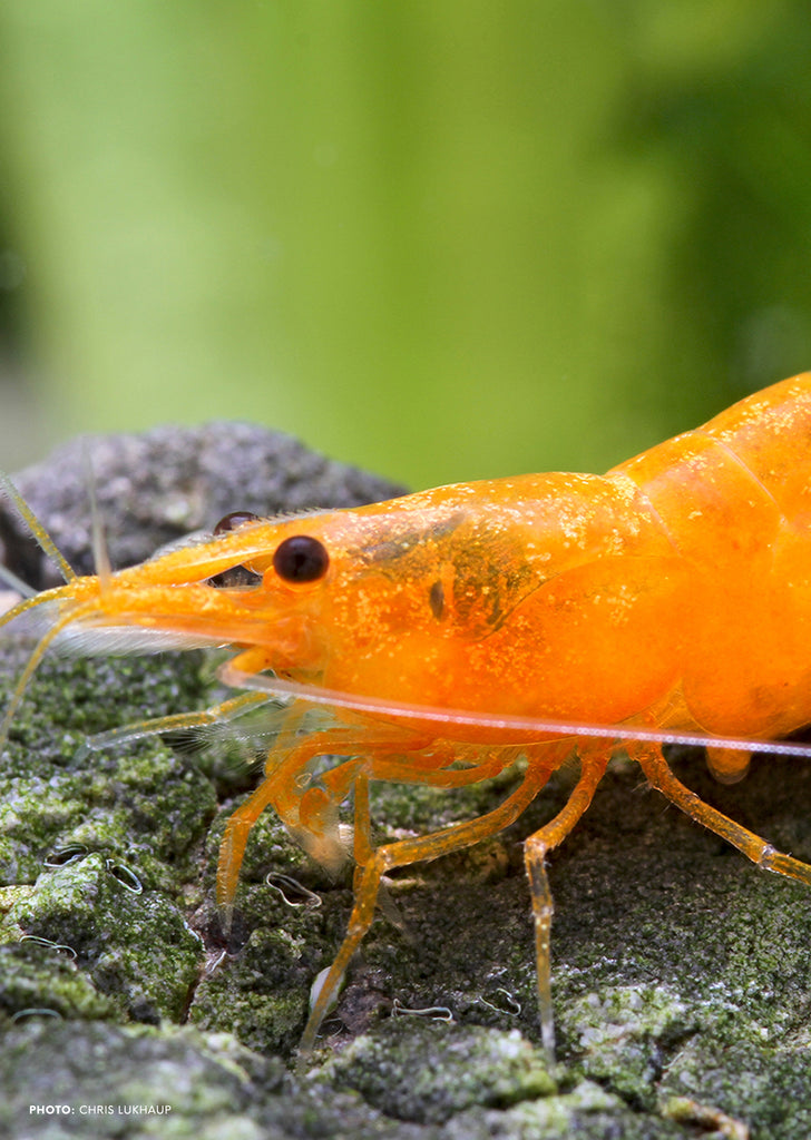 Sunkist Orange tropical fish from Heya Aquatics products online in Dubai and Abu Dhabi UAE