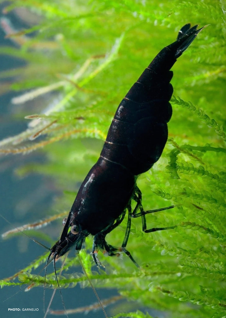 Painted Black (High Grade Chocolate) tropical fish from Heya Aquatics products online in Dubai and Abu Dhabi UAE