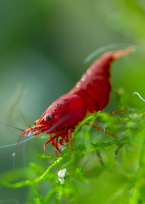 Painted Red (High Grade) tropical fish from Heya Aquatics products online in Dubai and Abu Dhabi UAE