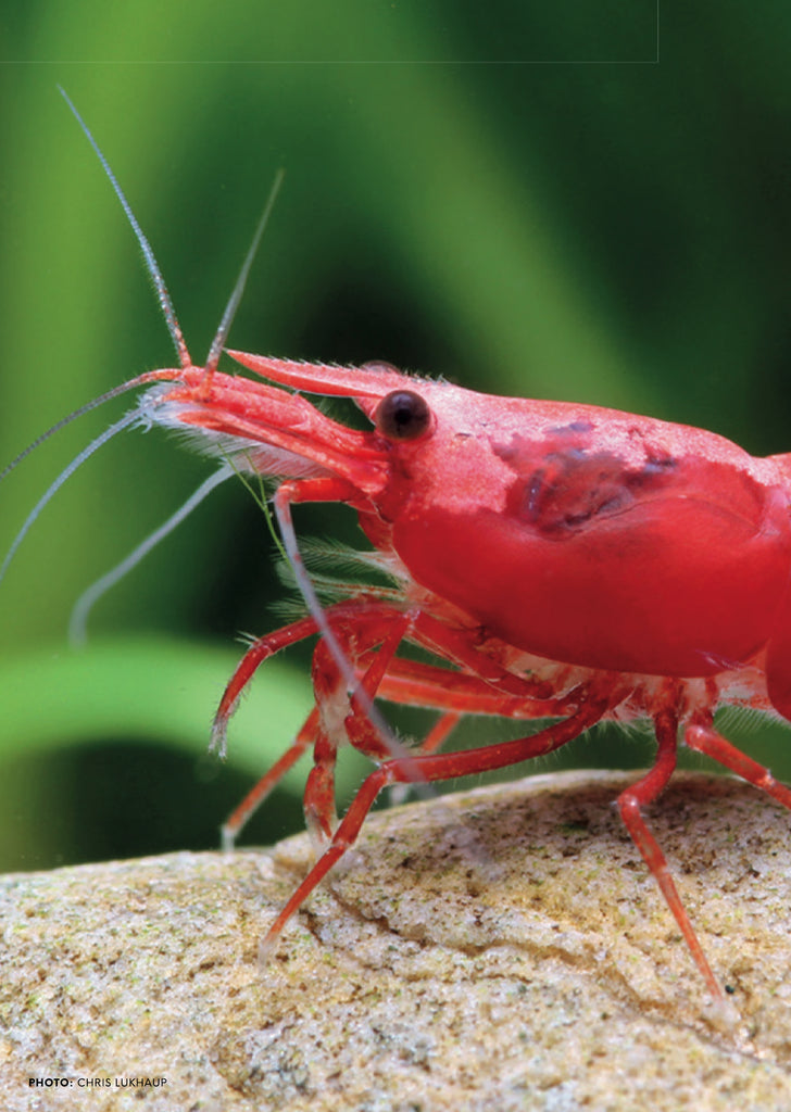 Painted Red (High Grade) tropical fish from Heya Aquatics products online in Dubai and Abu Dhabi UAE