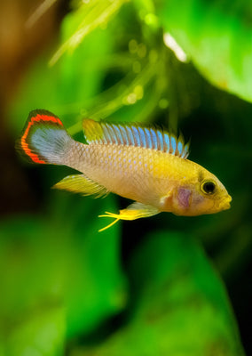 Apistogramma Pandourini tropical fish from Discus.ae products online in Dubai and Abu Dhabi UAE