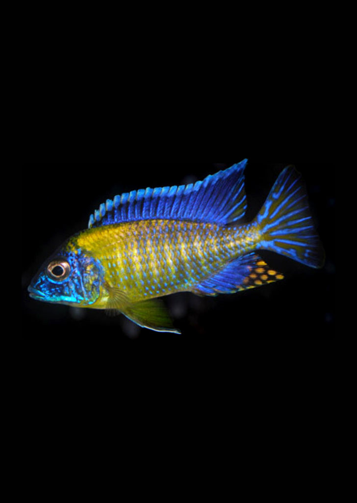 Peacock Blue Neon Cichlid