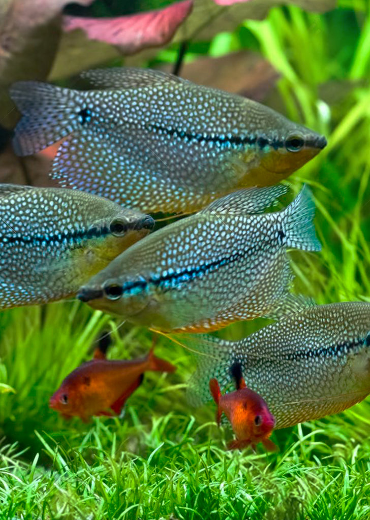 Pearl Gourami tropical fish from Discus.ae products online in Dubai and Abu Dhabi UAE