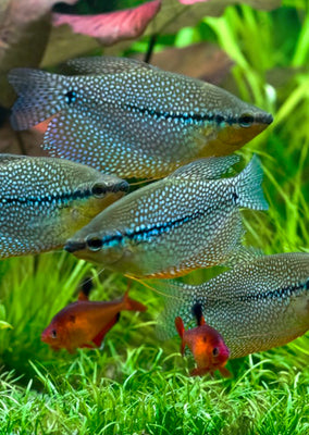 Pearl Gourami tropical fish from Discus.ae products online in Dubai and Abu Dhabi UAE